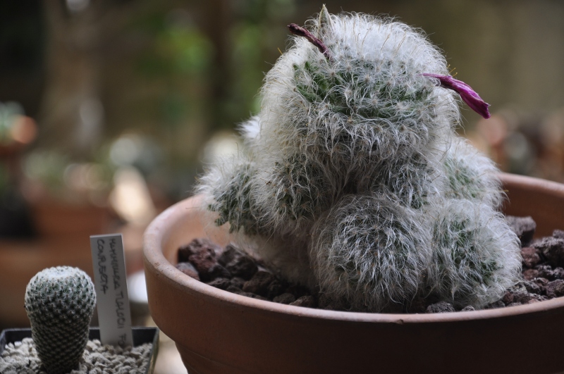 Mammillaria guelzowiana 