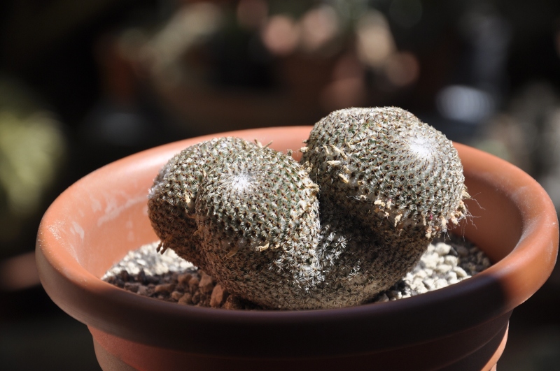 Mammillaria crucigera 