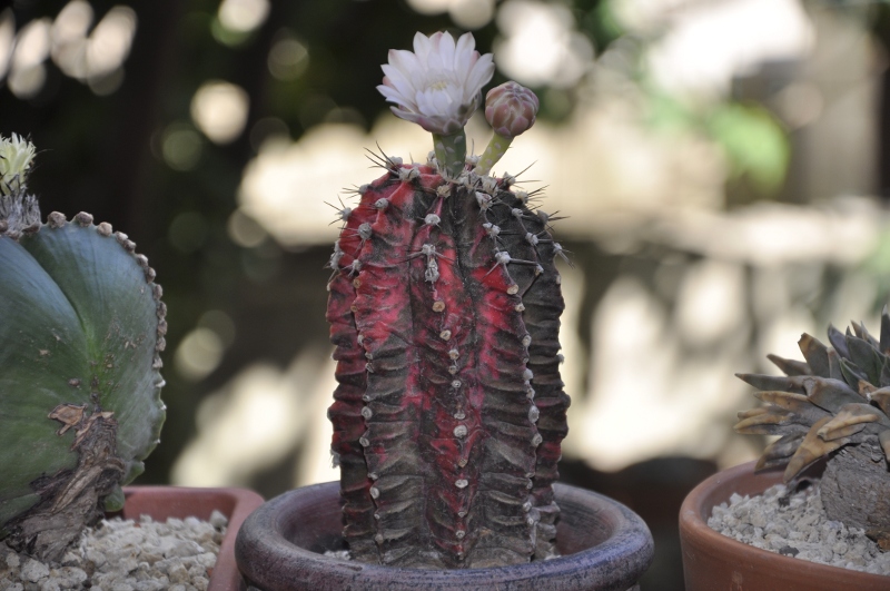 gymnocalycium mihanovichii cv. hibotan nishiki