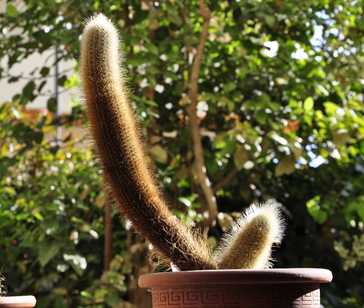 micranthocereus streckeri