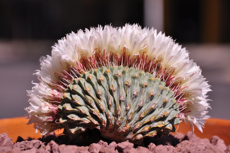 Strombocactus disciformis f. cristatus 