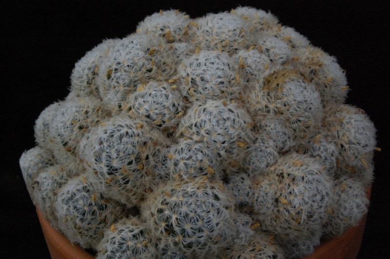 Mammillaria nana ssp. duwei 