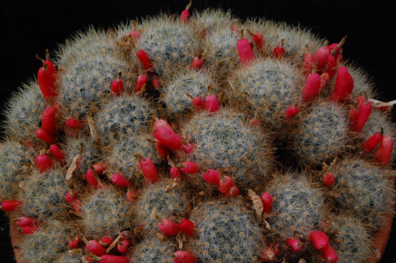 Mammillaria sanluisensis CC 381