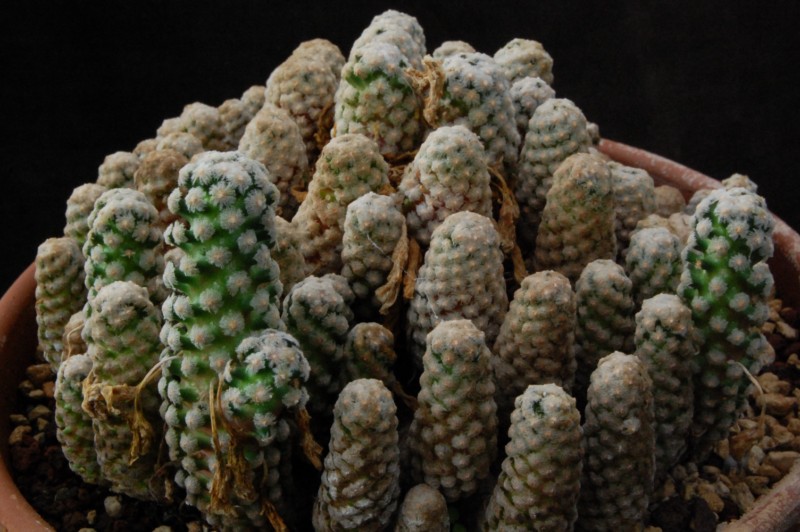 Mammillaria theresae 