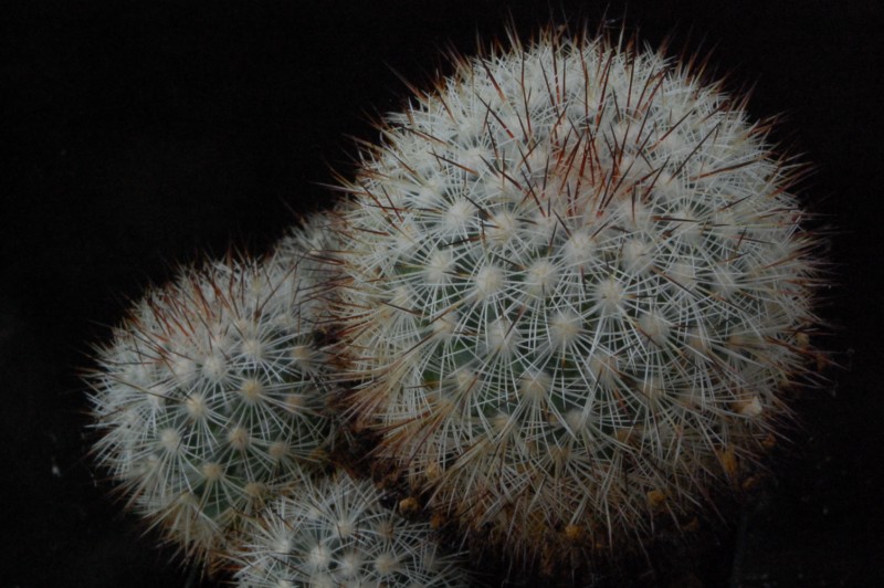 Mammillaria neopalmeri 