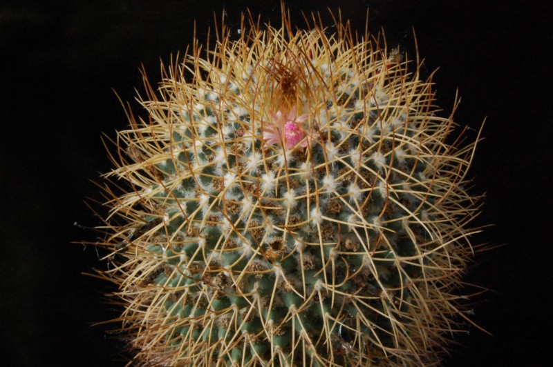 Mammillaria tetracantha v. galeottii 