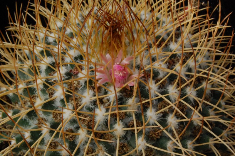 Mammillaria tetracantha v. galeottii 