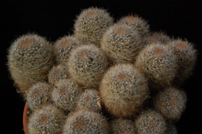 Mammillaria nana 