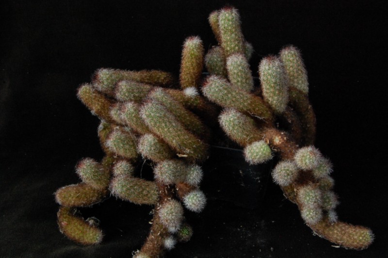 Mammillaria viperina 