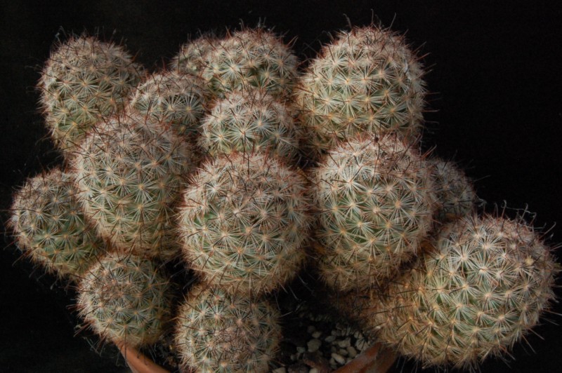 Mammillaria tetrancistra 