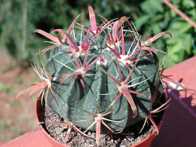 Ferocactus latispinus 