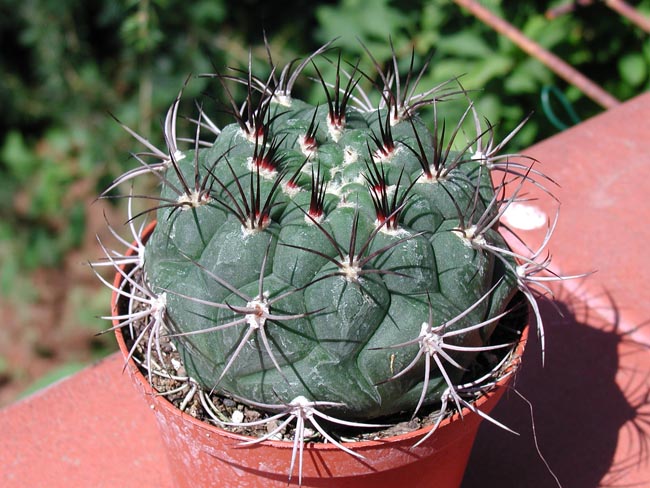 Gymnocalycium  