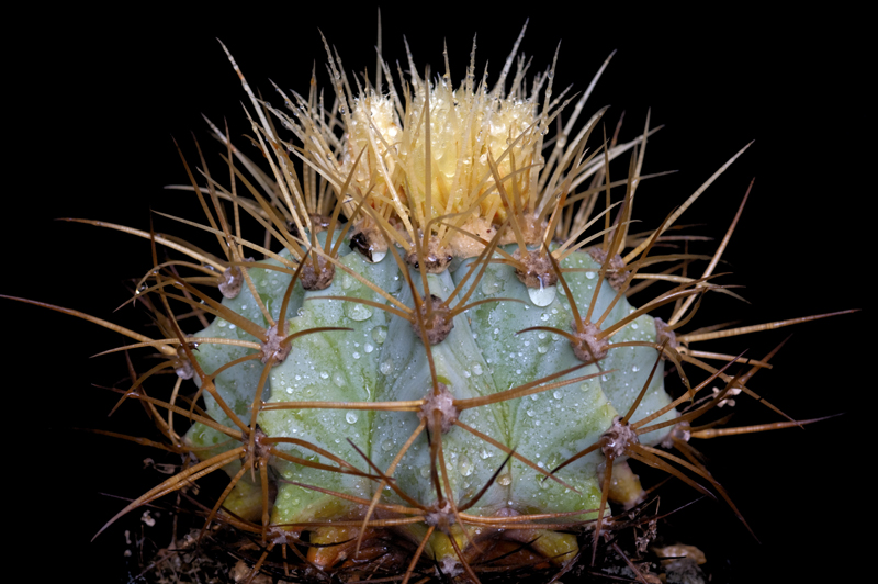 Ferocactus glaucescens 