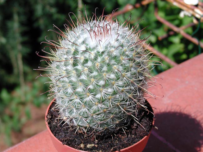 Mammillaria bombycina 