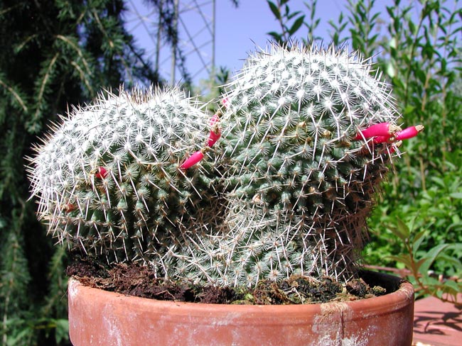 Mammillaria parkinsonii 