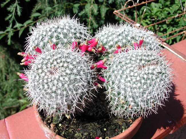 Mammillaria parkinsonii 