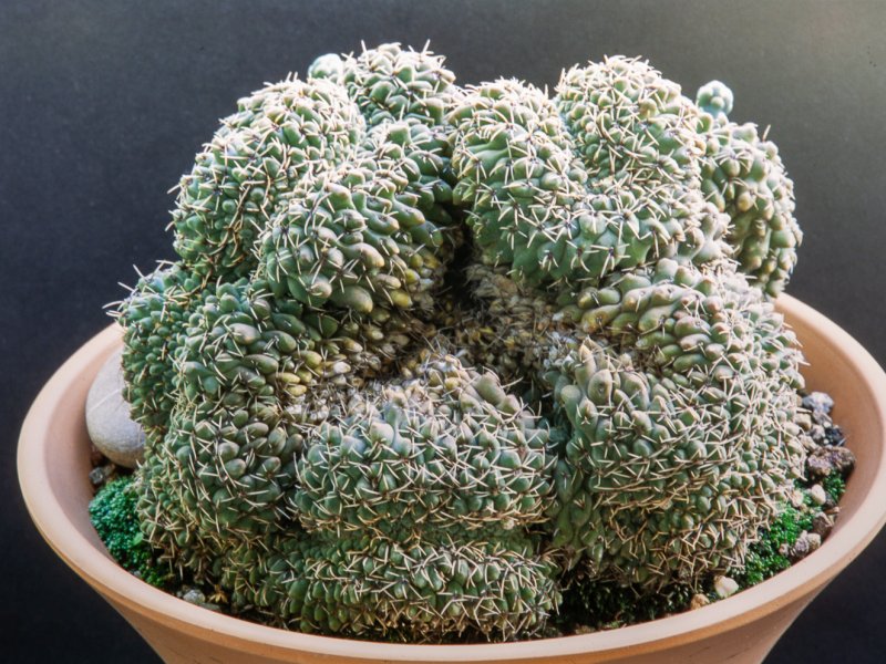 gymnocalycium quehlianum f. cristatum