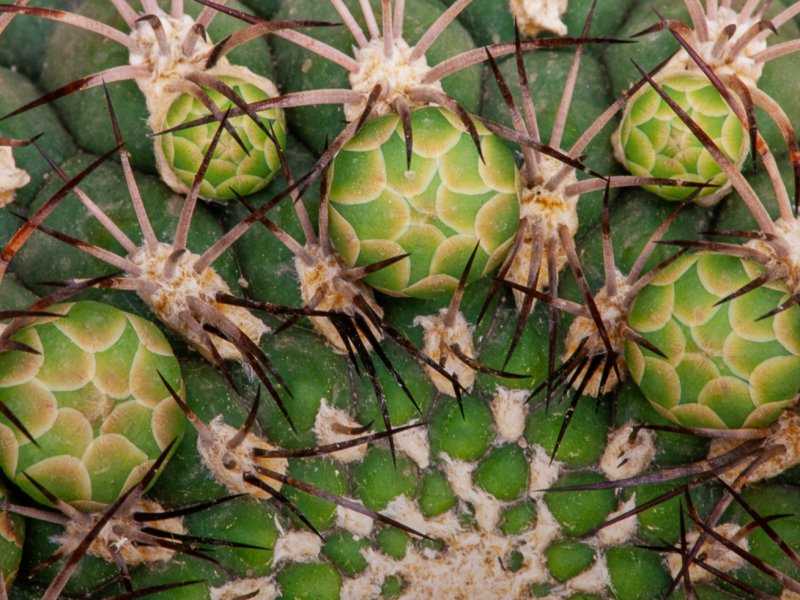 Gymnocalycium saglionis 