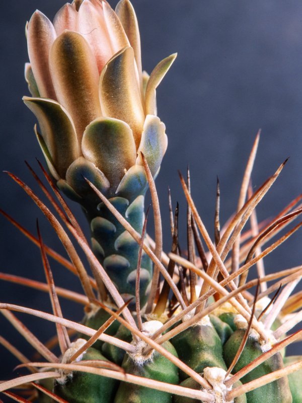 Gymnocalycium schickendantzii 