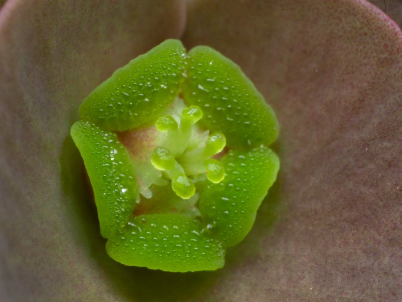 Euphorbia francoisii 