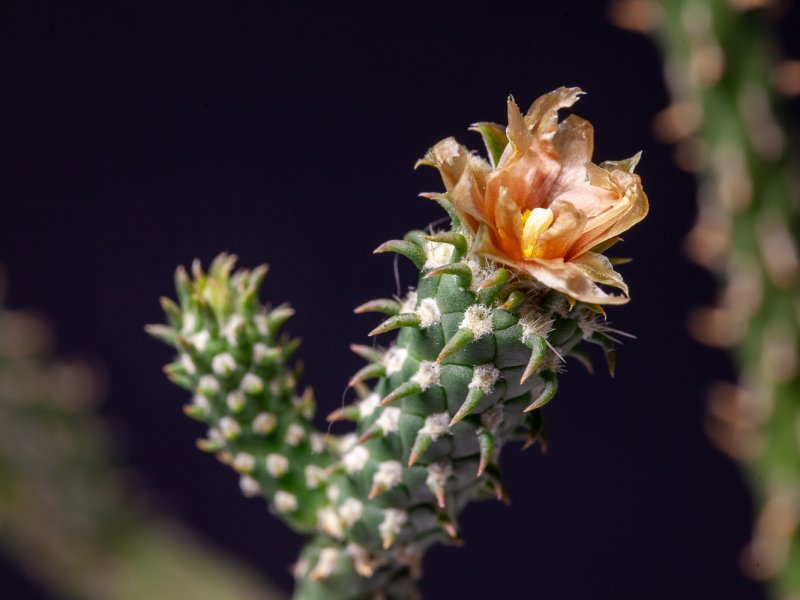 Cylindropuntia ramosissima 