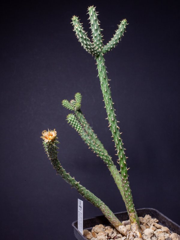 cylindropuntia ramosissima