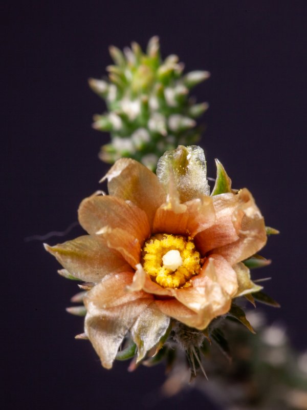 Cylindropuntia ramosissima 