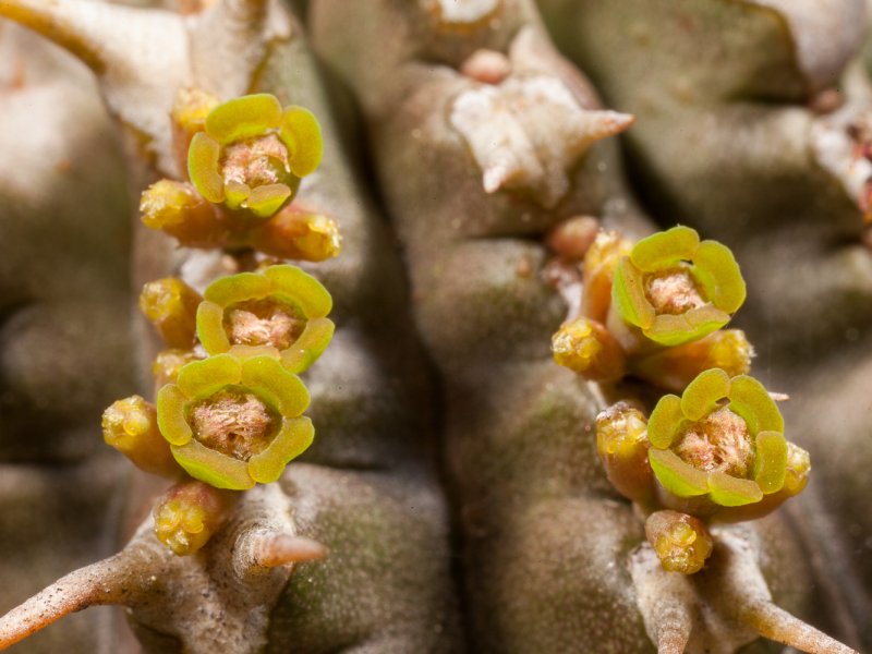 Euphorbia phillipsioides 