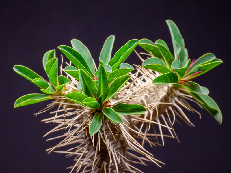 Euphorbia guillauminiana 