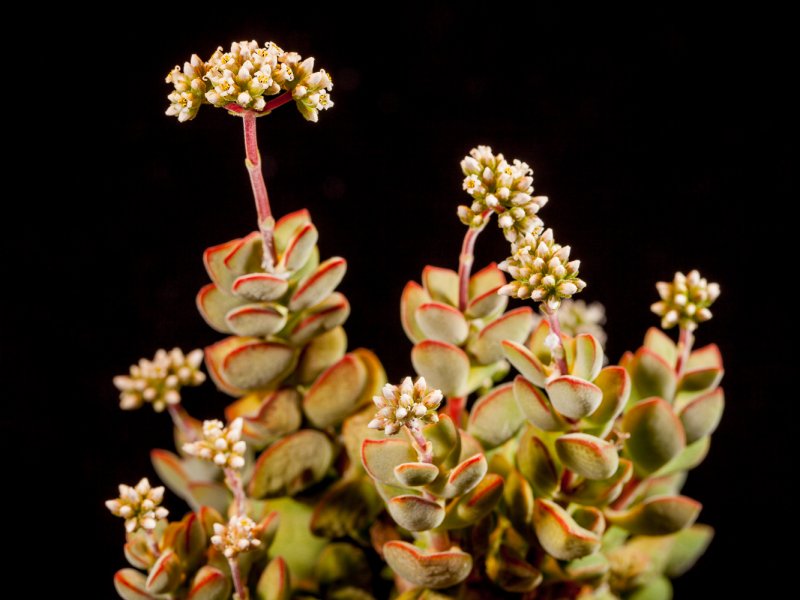 Crassula rogersii 