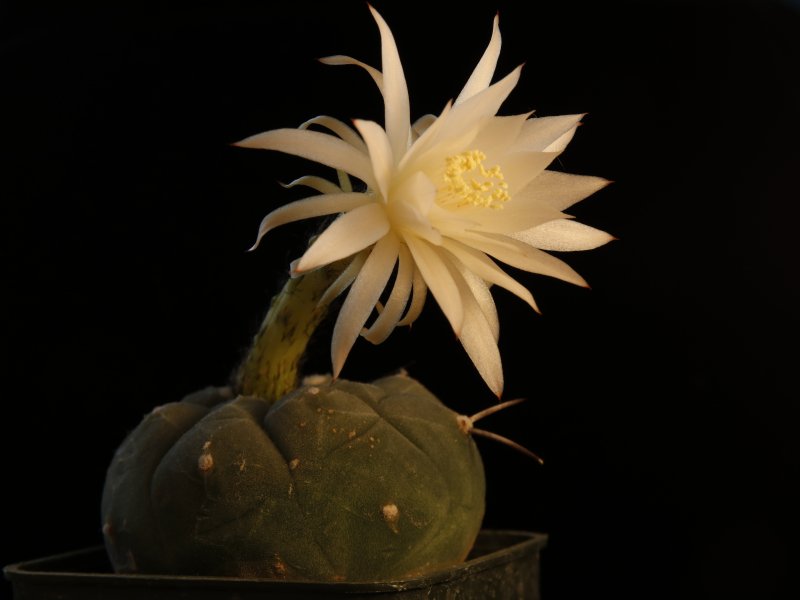 Matucana madisoniorum v. albiflora 