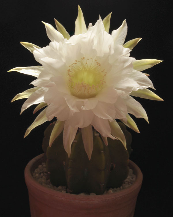 Echinopsis subdenudata 