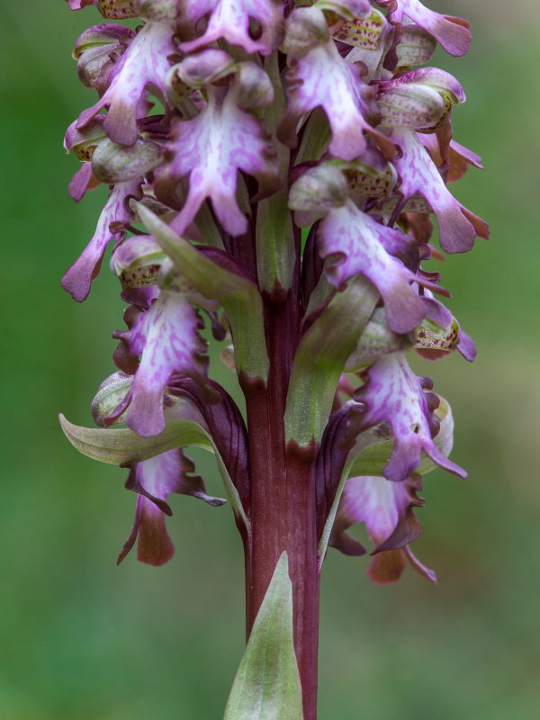 Barlia robertiana 