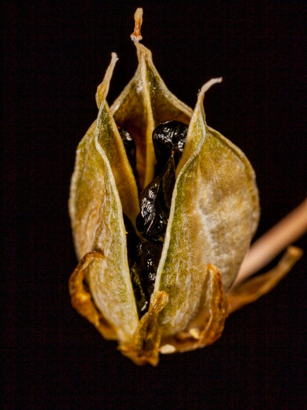 Bowiea volubilis 