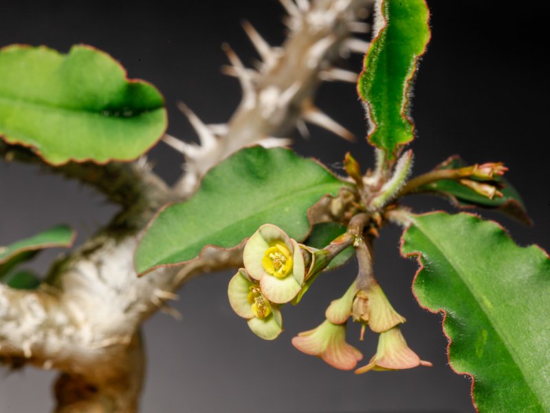 Euphorbia razafindratsirae 