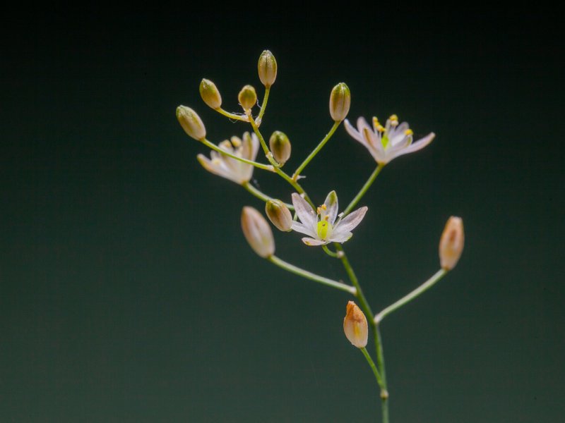 Ornithogalum sardienii 