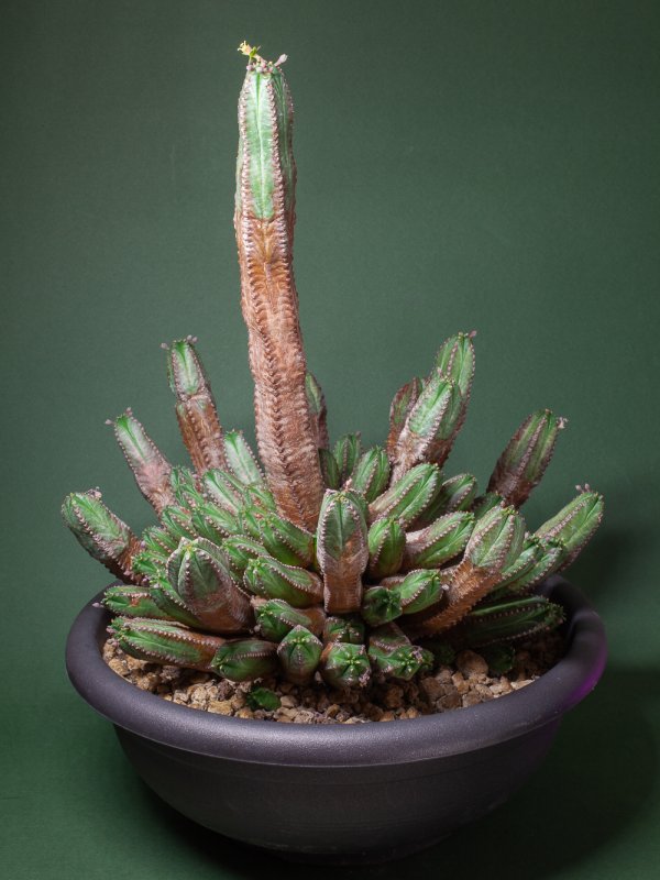 Euphorbia tubiglans 
