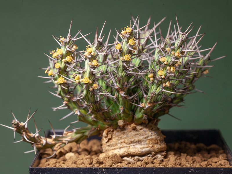 Euphorbia schizacantha 