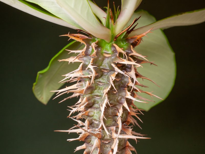 euphorbia viguieri ssp. capuronii