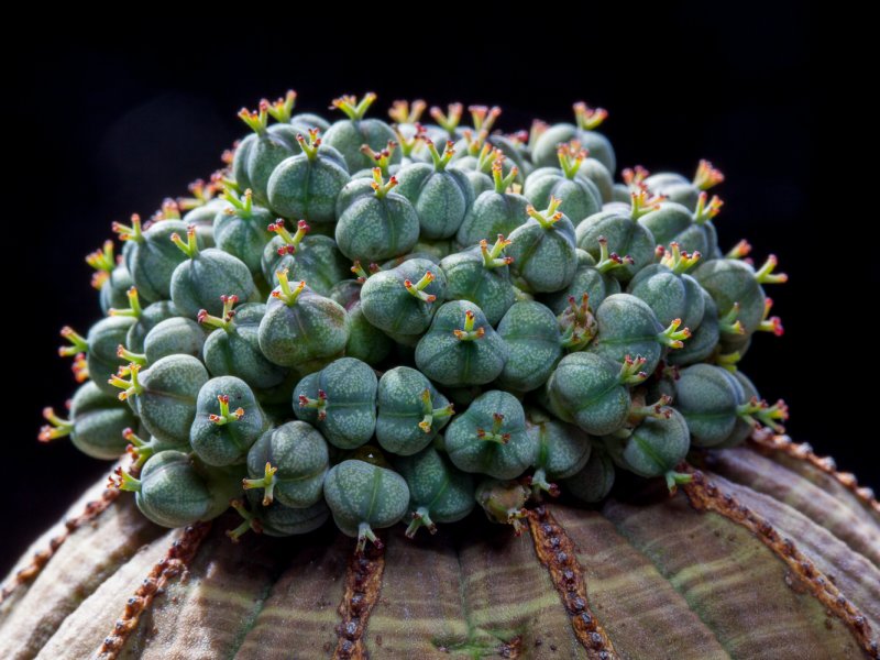 Euphorbia obesa 