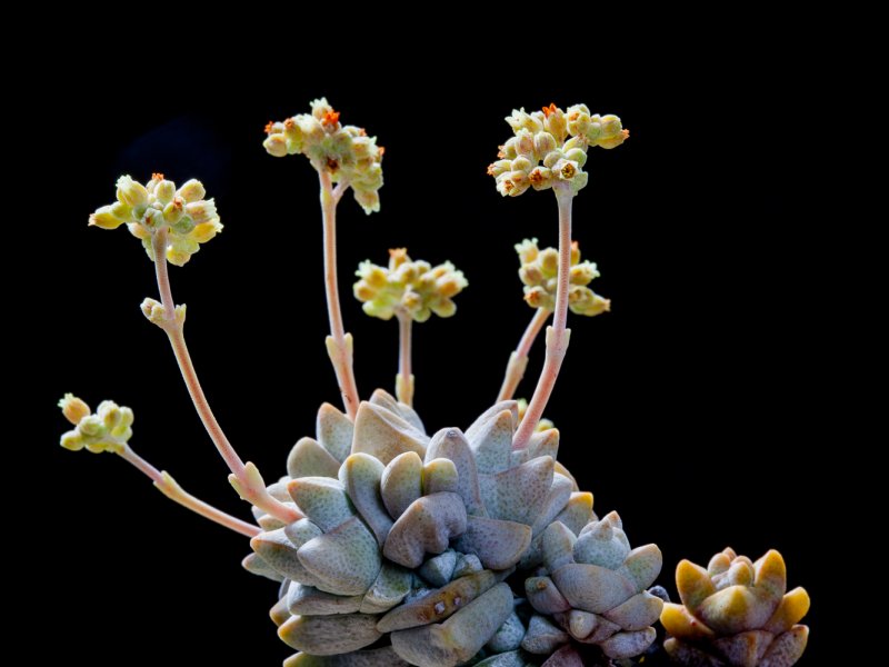 Crassula deceptor 