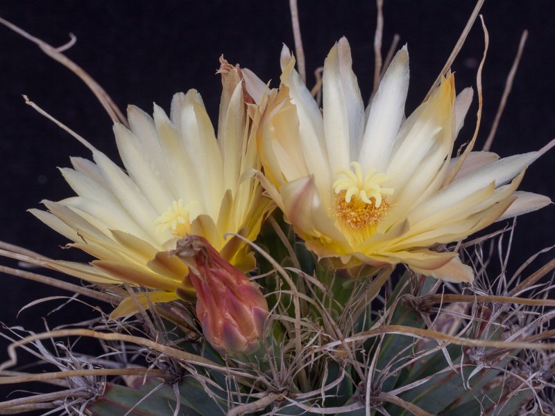 Leuchtenbergia principis 