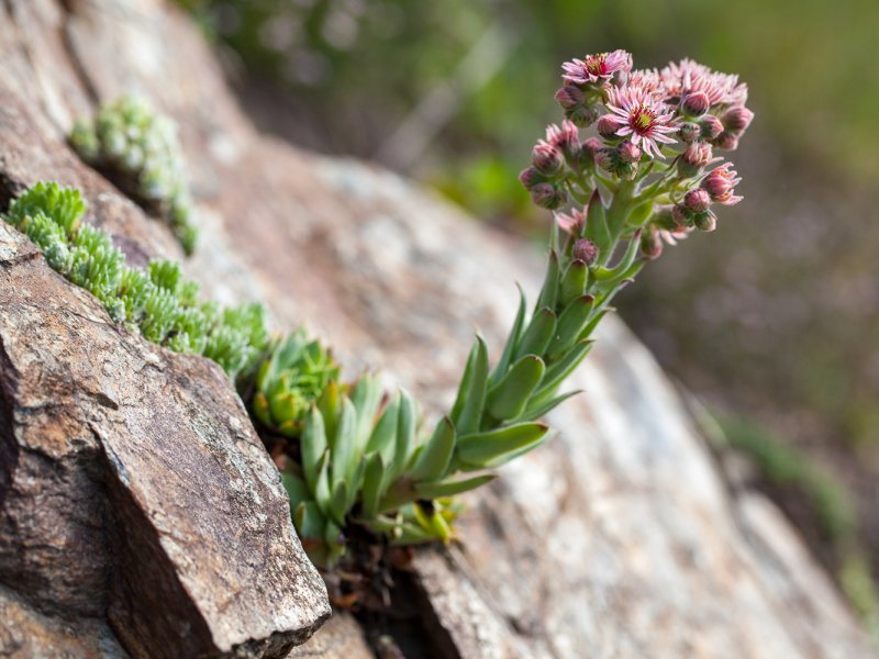 Sempervivum tectorum 