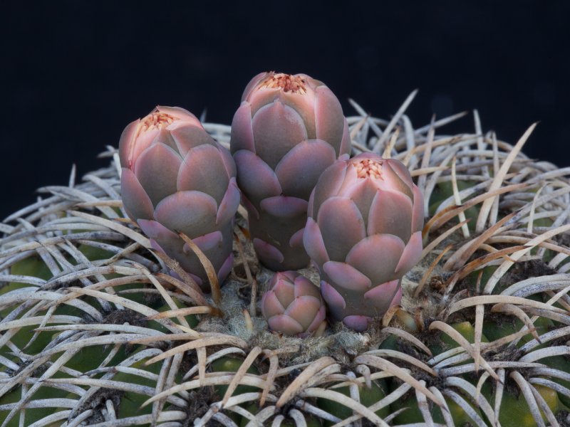 Gymnocalycium spegazzinii 