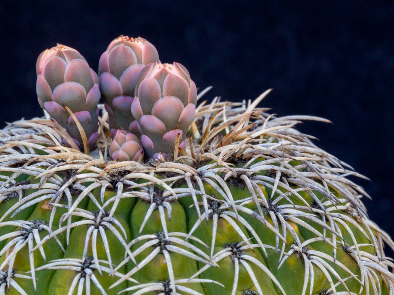 Gymnocalycium spegazzinii 