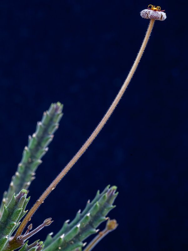 Stapelia erectiflora 