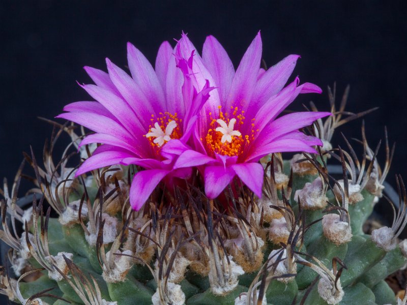 Turbinicarpus alonsoi 