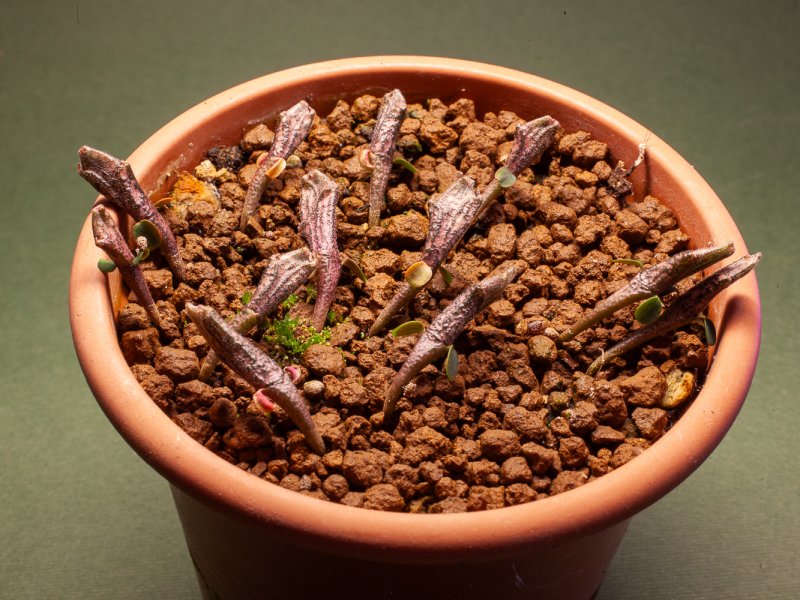 euphorbia platyclada