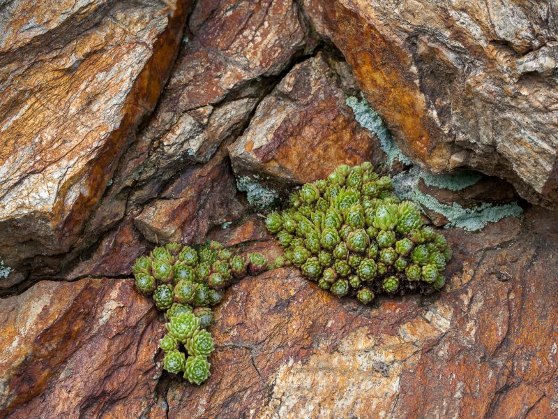 Sempervivum arachnoideum 