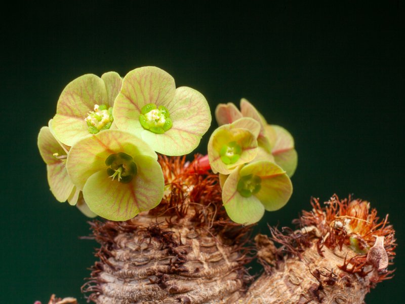 euphorbia ramena